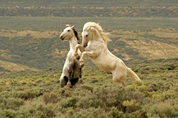 WY, Carbon Co, Wild stallions fighting